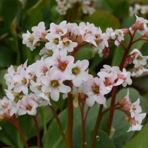 Bergenia 'Bressingham White' ---